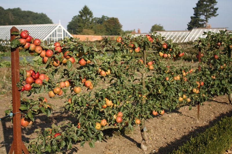 Practical Garden Training