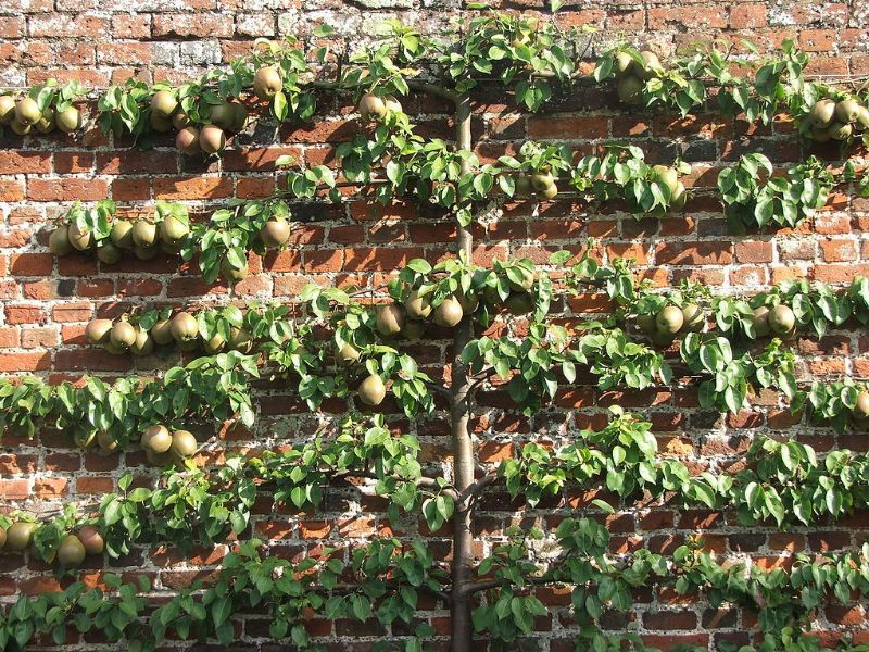 Practical Garden Training