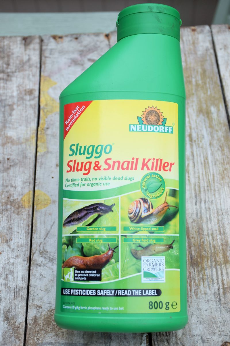 Slug and snail control - Michael Thurlow